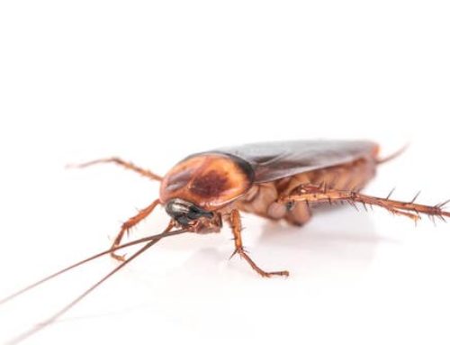 How many types of cockroaches are there?