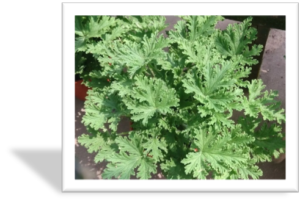 plantas de citronela